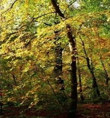 New product: Hydroxypropyl tetrahydropyran triol (oil soluble) New product: Hydroxypropyl tetrahydropyran triol (oil soluble)